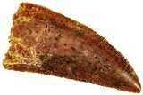 Serrated, Raptor Tooth - Real Dinosaur Tooth #296218-1